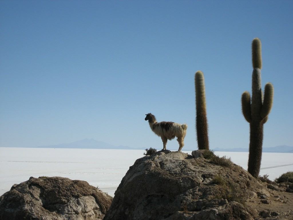 lama-salar-de-uyuni