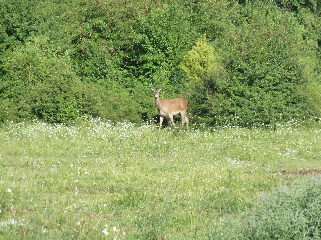 parco-nazionale-abruzzo