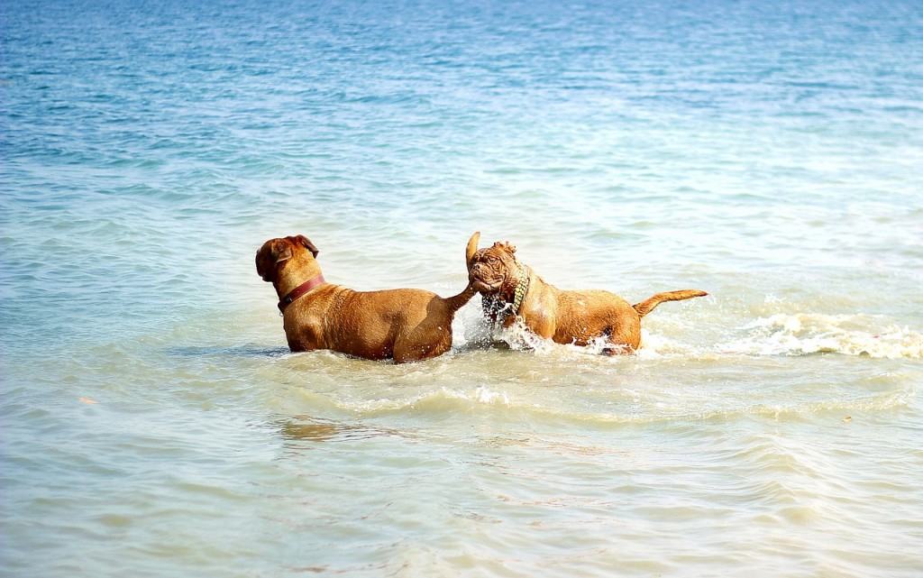 dog-beach