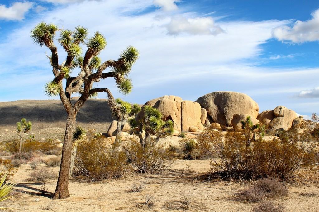 parco-nazionale-joshua-tree-mojave