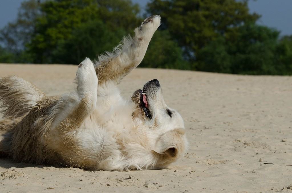 spiagge-pet-friendly