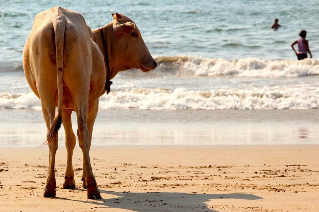 cow-beach-india