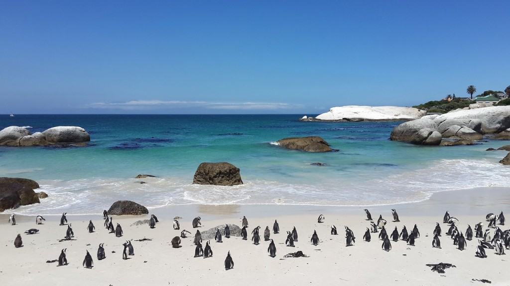 spiaggia-di-pinguini